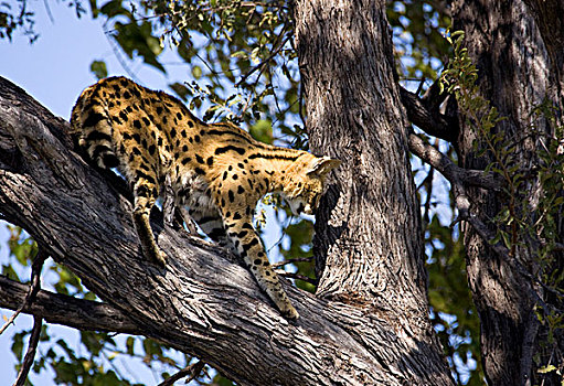 薮猫,树,莫雷米禁猎区,博茨瓦纳,非洲