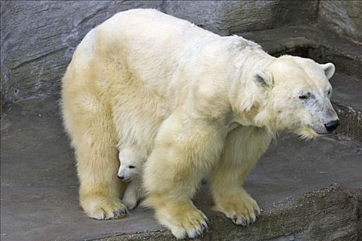 北极熊,幼兽,隐藏,后面,母兽,相似,新生,十二月,2007年,美泉宫,动物园,维也纳,奥地利,欧洲