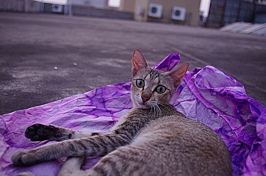 楼顶野猫