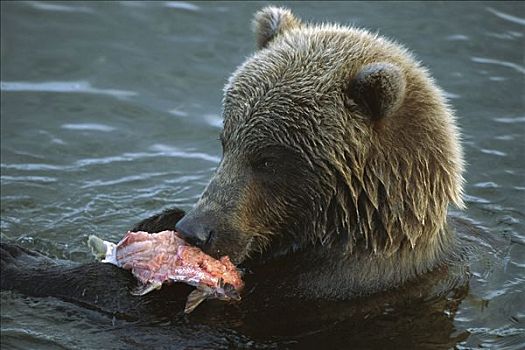 大灰熊,棕熊,三文鱼,阿拉斯加