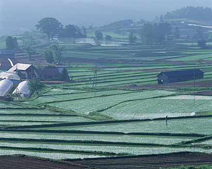 稻田,地点