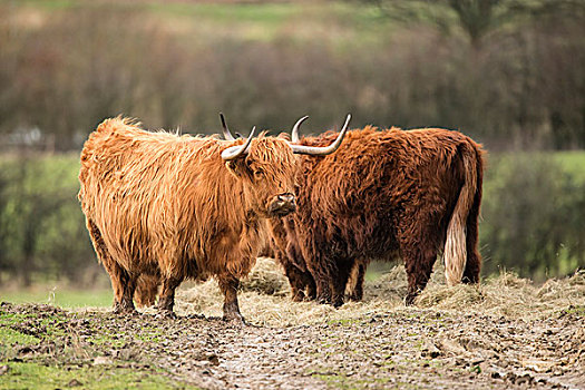 漂亮,苏格兰,高原牛,放牧,地点