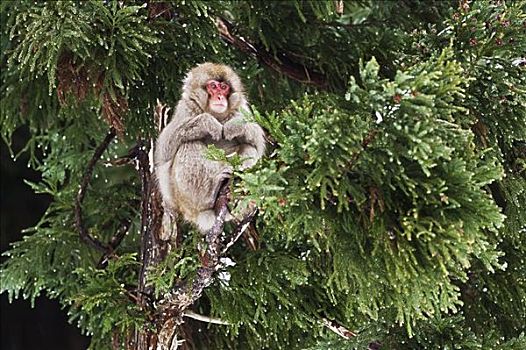 日本猕猴,树上