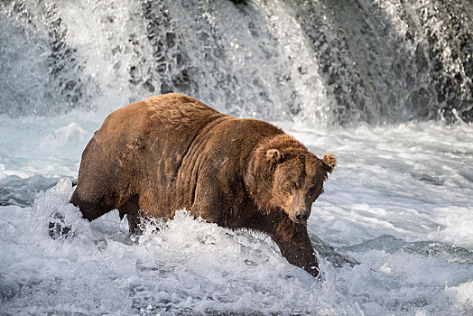 棕熊,急流,溪流,秋天,布鲁克斯河,卡特麦国家公园,阿拉斯加,美国,北美