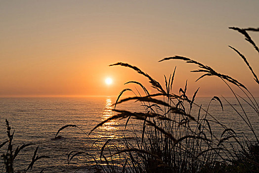加利福尼亚,太平洋海岸,茎,正面,日落