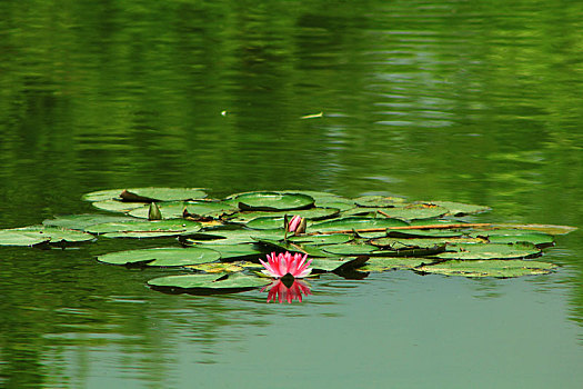 湖面上的莲叶和莲花
