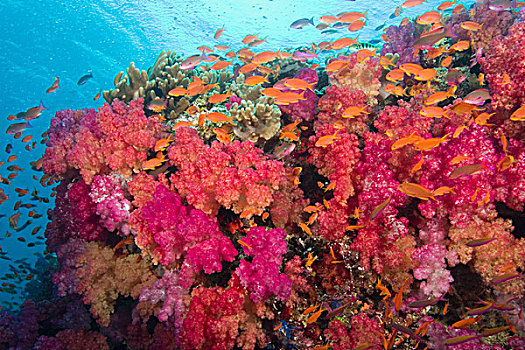 南太平洋,斐济,维提岛,水,珊瑚礁,多彩,软珊瑚,鱼群,拟花鮨属