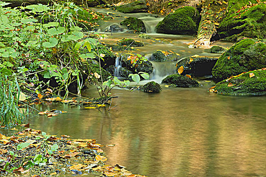 流动,河流,秋日树林