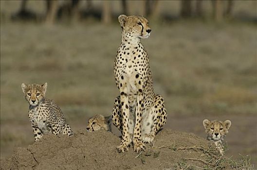 印度豹,猎豹,雌性,三个,幼兽,塞伦盖蒂,坦桑尼亚