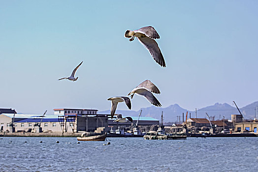 海鸥