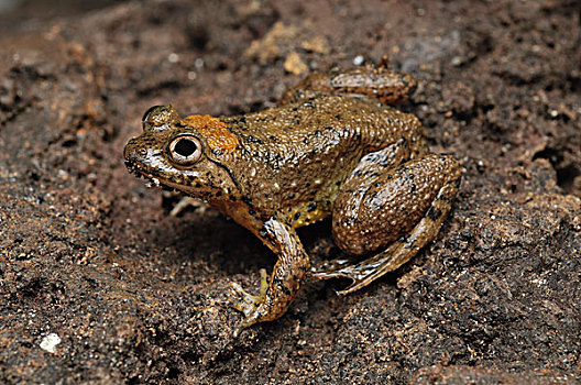 青蛙,保护区,婆罗洲,马来西亚