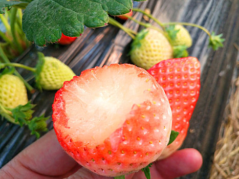 草莓,静物草莓