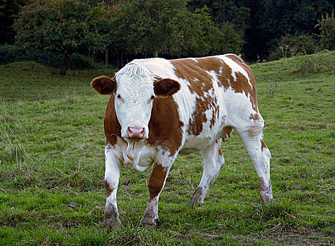 褐色,白色,母牛,饲育场