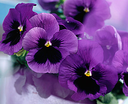 紫色,堇菜属