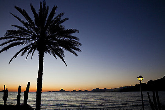 棕榈树,仙人掌,海滩,日落,酒店,干盐湖,墨西哥
