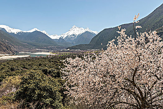 桃花与雪山