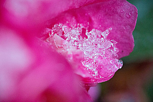 雪景雪花花卉红花近景通透