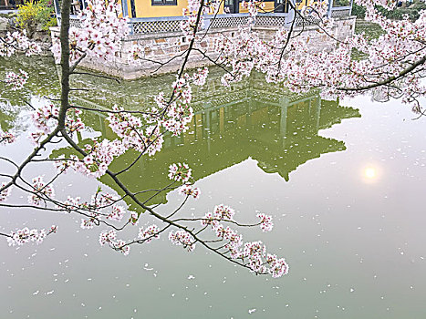 太湖鼋头渚风景区樱花