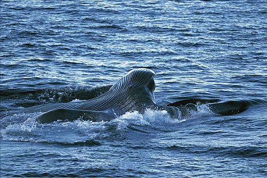 蓝鲸,进食,展示,喉咙,凹槽,濒危,科特兹海,墨西哥