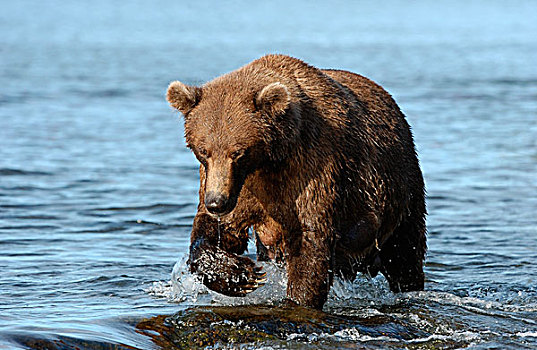 褐色,熊,河,猎捕,鱼,阿拉斯加,美国