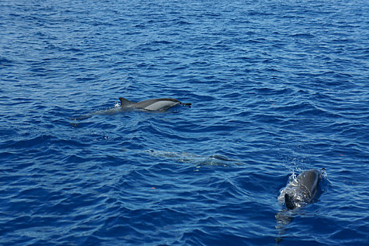 海中游动的海豚