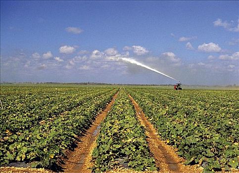 农业,灌溉,作物,家园,佛罗里达,美国,北美