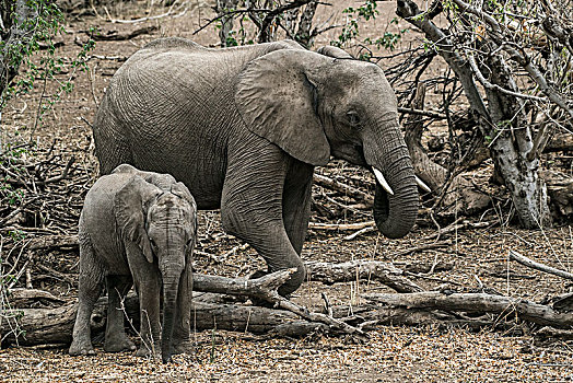 非洲,灌木,大象,非洲象,坝,小猫,马沙图禁猎区,博茨瓦纳