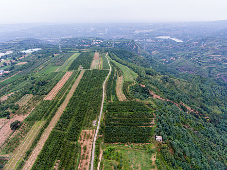 航拍河南三门峡灵宝市川口乡赵家沟村樱桃种植林