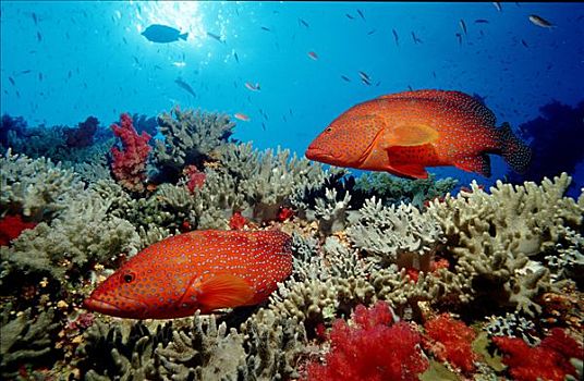 两个,星斑鱼,青星九刺鮨,游动,上方,珊瑚礁,西奈,埃及,红海,水下