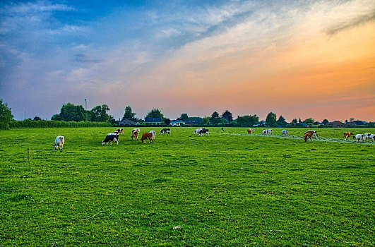 牧群,母牛,夏天,绿色,地点,靠近,比利时,荷比卢