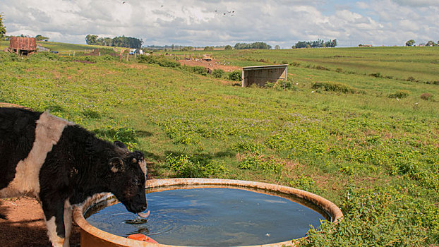奶牛在草地上喝水