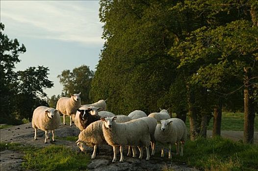 绵羊,日落,瑞典