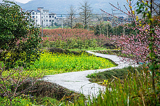 田园小路