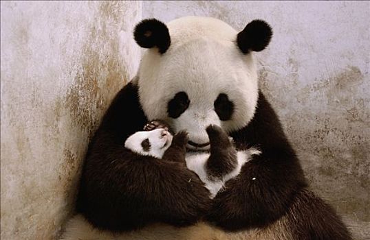 大熊猫,一个,星期,老,相似,幼兽,拒绝,中国,研究中心,卧龙自然保护区
