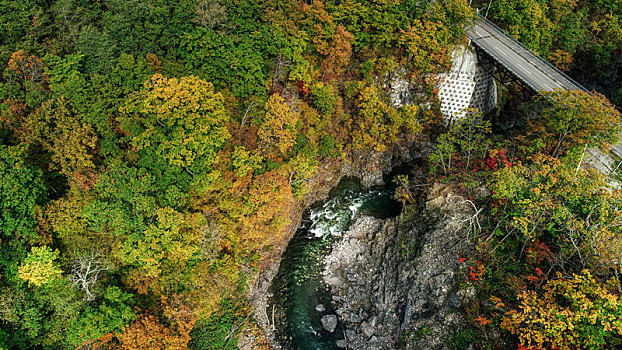 日本,秋叶,北海道