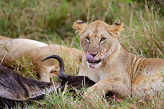 幼兽,狮子,杀,进食,角马,畜体,马赛马拉国家保护区,肯尼亚,非洲