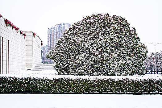 城市雪景