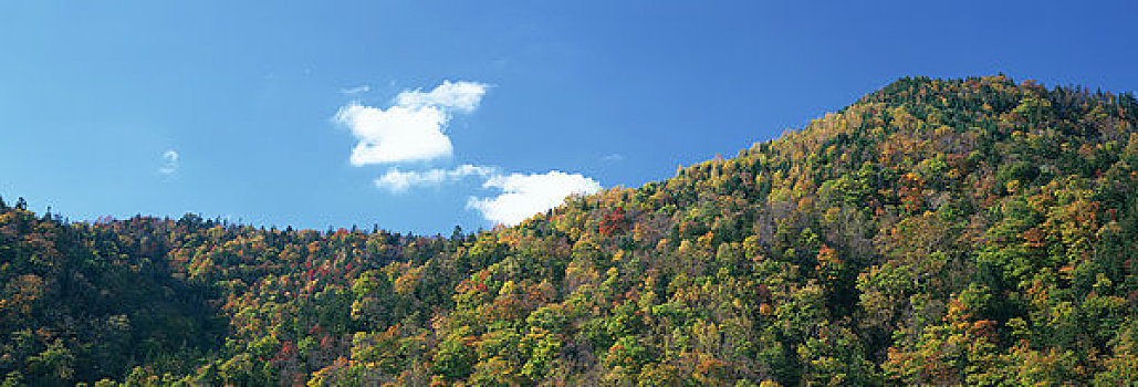 山,秋叶