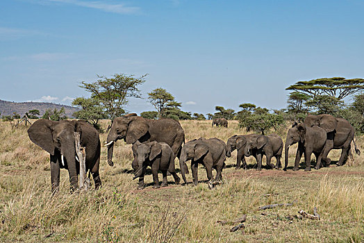 非洲大象063