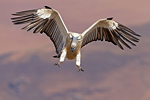 南非兀鹫,飞