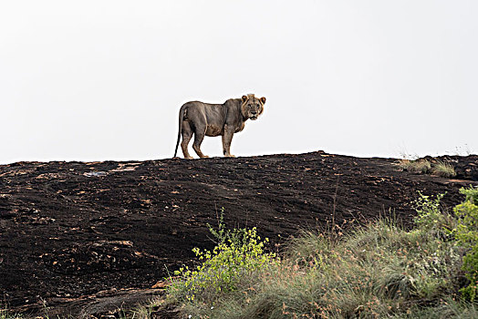 头像,短小,鬃毛,雄性,狮子,站立,石头,自然保护区,查沃,肯尼亚