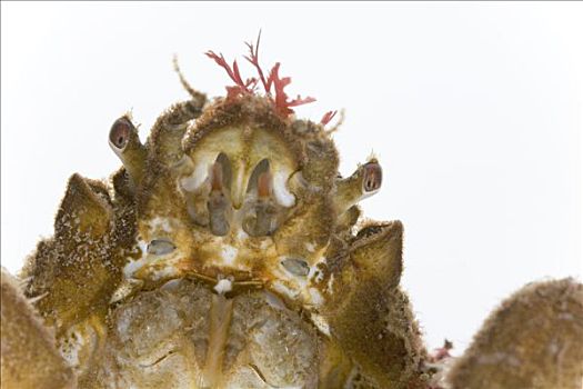 大蜘蛛蟹,遮住脸,藻类,特写,三个,厘米,赫尔戈兰岛,德国