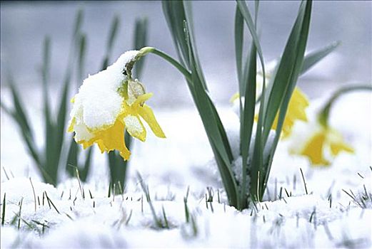 水仙花