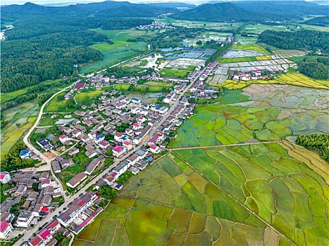 江西金溪,夏日乡村美