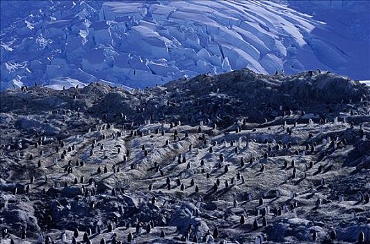 俯视,巴布亚企鹅,风景,南极