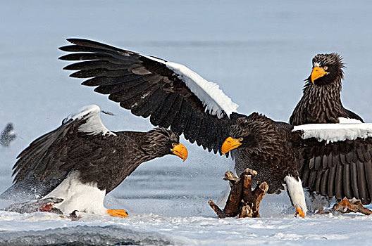 海鹰,虎头海雕,一对,姿势,争斗,上方,食物,堪察加半岛,俄罗斯