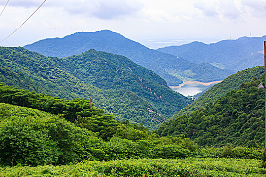 鄞州,横溪镇,茶园,茶山,绿色,生态,山谷