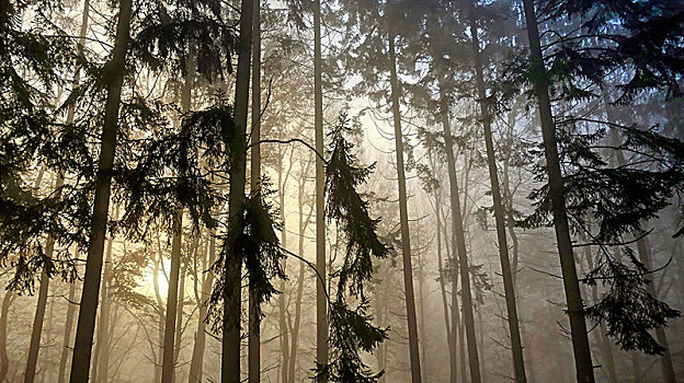 秋日树林,雾,莱茵兰普法尔茨州,德国