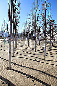沙漠上的白杨树