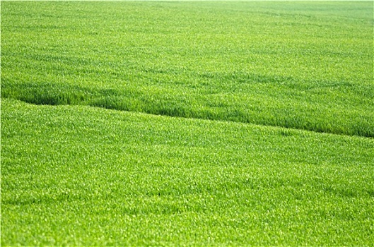 绿色,春天,小麦